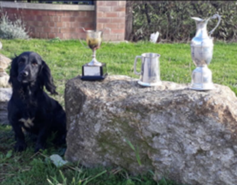 Claire Purllant - Licensed Cocker Spaniel breeder